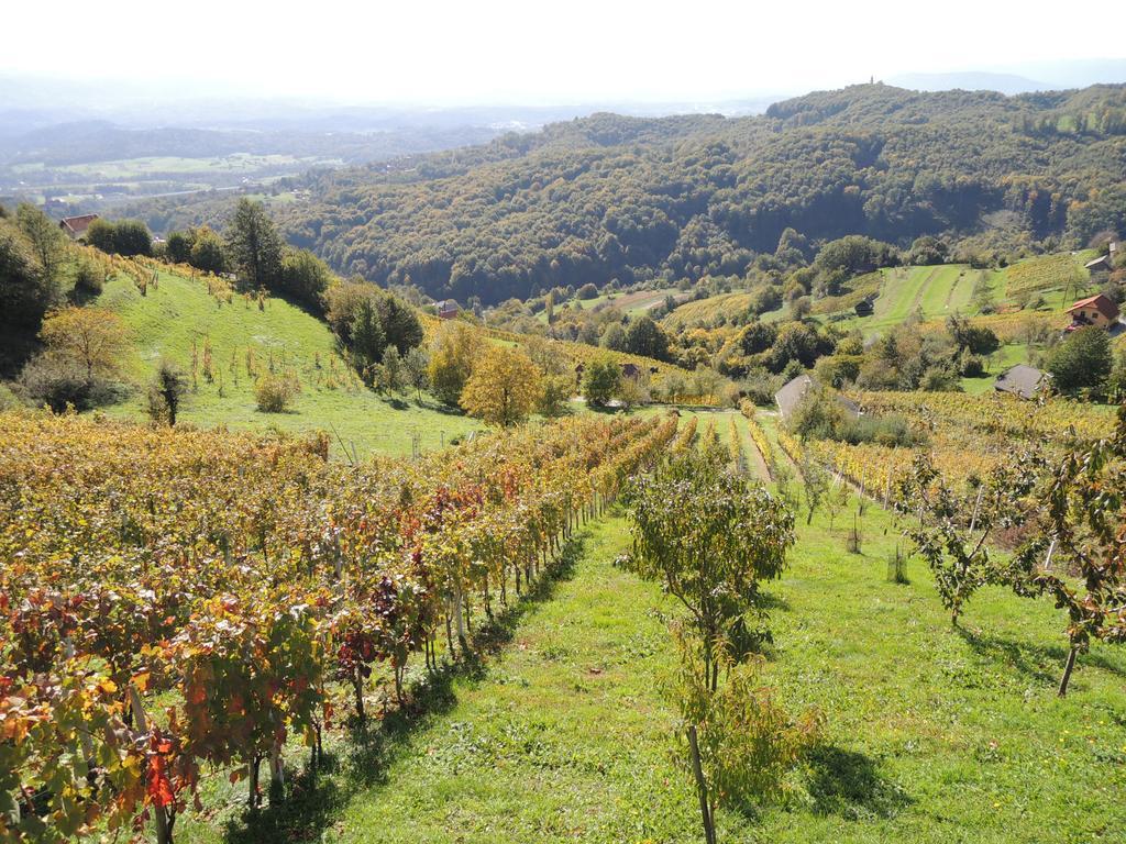 Vineyard Janko & Metka